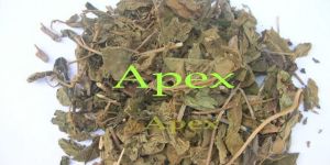 Gymnema Sylvestre