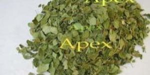 Moringa Leaves
