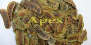 Cassia Angustifolia Pods