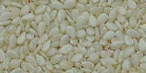 Mechanically Dried Hulled Sesame Seeds