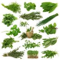 Indian Herbs