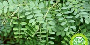 Indigo Herb