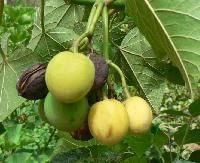 Jatropha Curcas