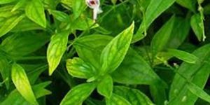 Andrographis Paniculata