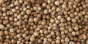 Coriander Seeds