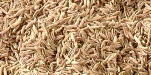 Cumin Seeds