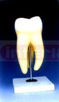 Human Tooth