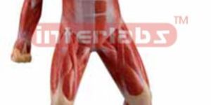 Mini Muscular Figure