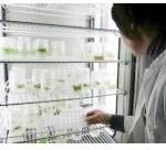 Stevia Liquid Extracts