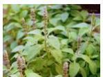 Tulsi
