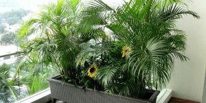Rectangular Planters
