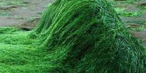 Spirulina
