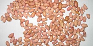 Groundnut