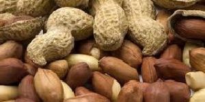 Groundnut