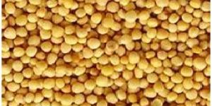 Yellow Mustard Seeds