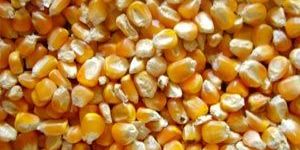 Maize