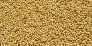 Millet