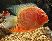 Ornamental Fish