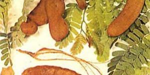 Tamarind