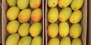 Alphonso Mango