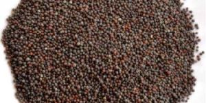 Brown Mustard Seeds