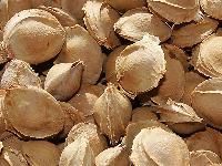 Dried Apricot Kernels