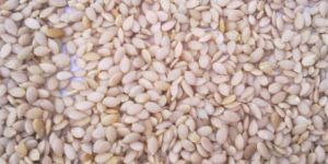 Citrullus Colocynthis Seeds
