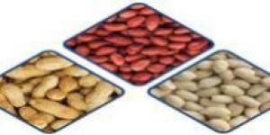 Groundnuts