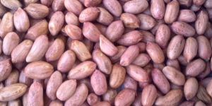 Peanut Kernel