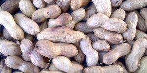 Shelled Peanuts