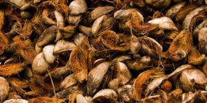 Coconut Husks