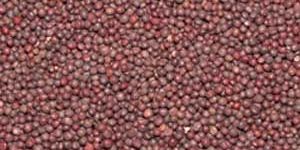 Black Mustard Seeds