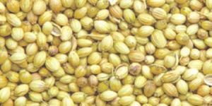 Coriander Seeds
