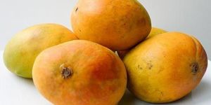 Fresh Alphonso Mango