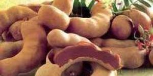 Tamarind