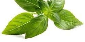 Natural Basil Oil