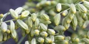 Fennel