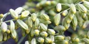 Fennel Seeds