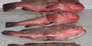 Reef Cod Fish