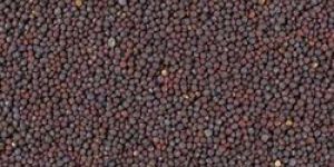 Mustard Seeds