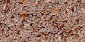 Psyllium Seeds