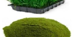 Wheatgrass Powder