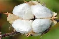Textile Raw Materials