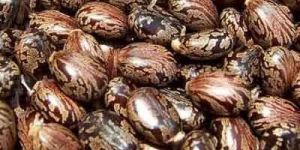 Castor Bean Seeds