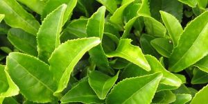 Green Tea Extract