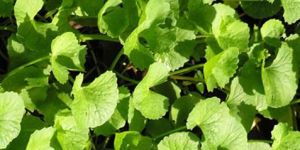 Gymnema Extract