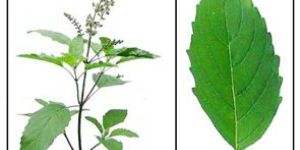 Holy Basil (Tulsi) Extract