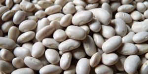 Kidney Bean Extract