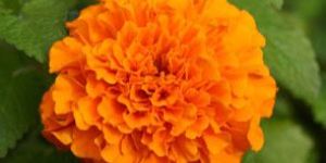 Marigold Soft Extract