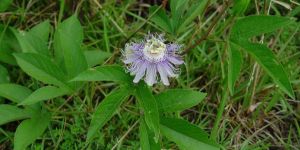 Passiflora Leaf Extract